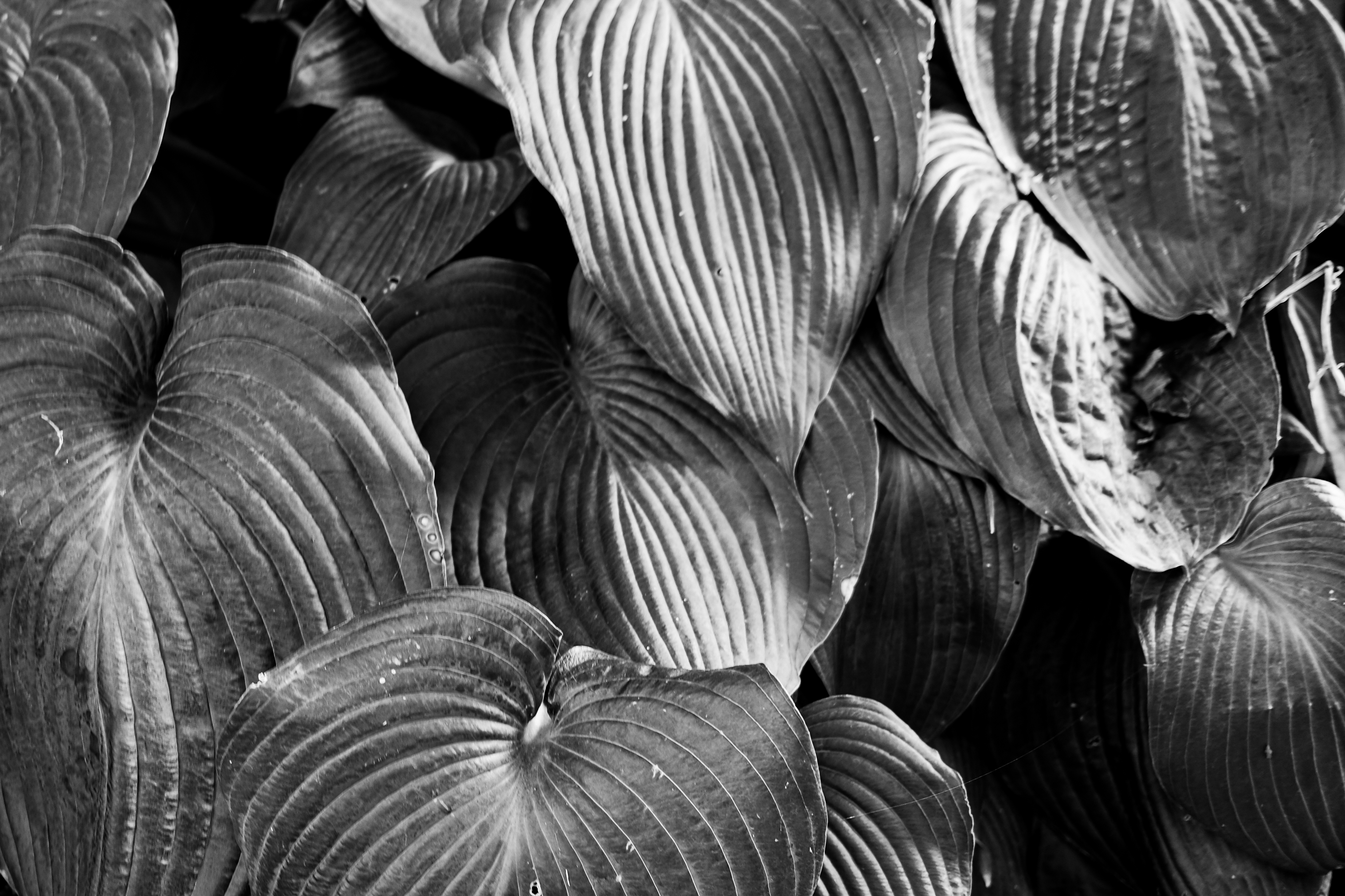 Texture from Chicago, USA