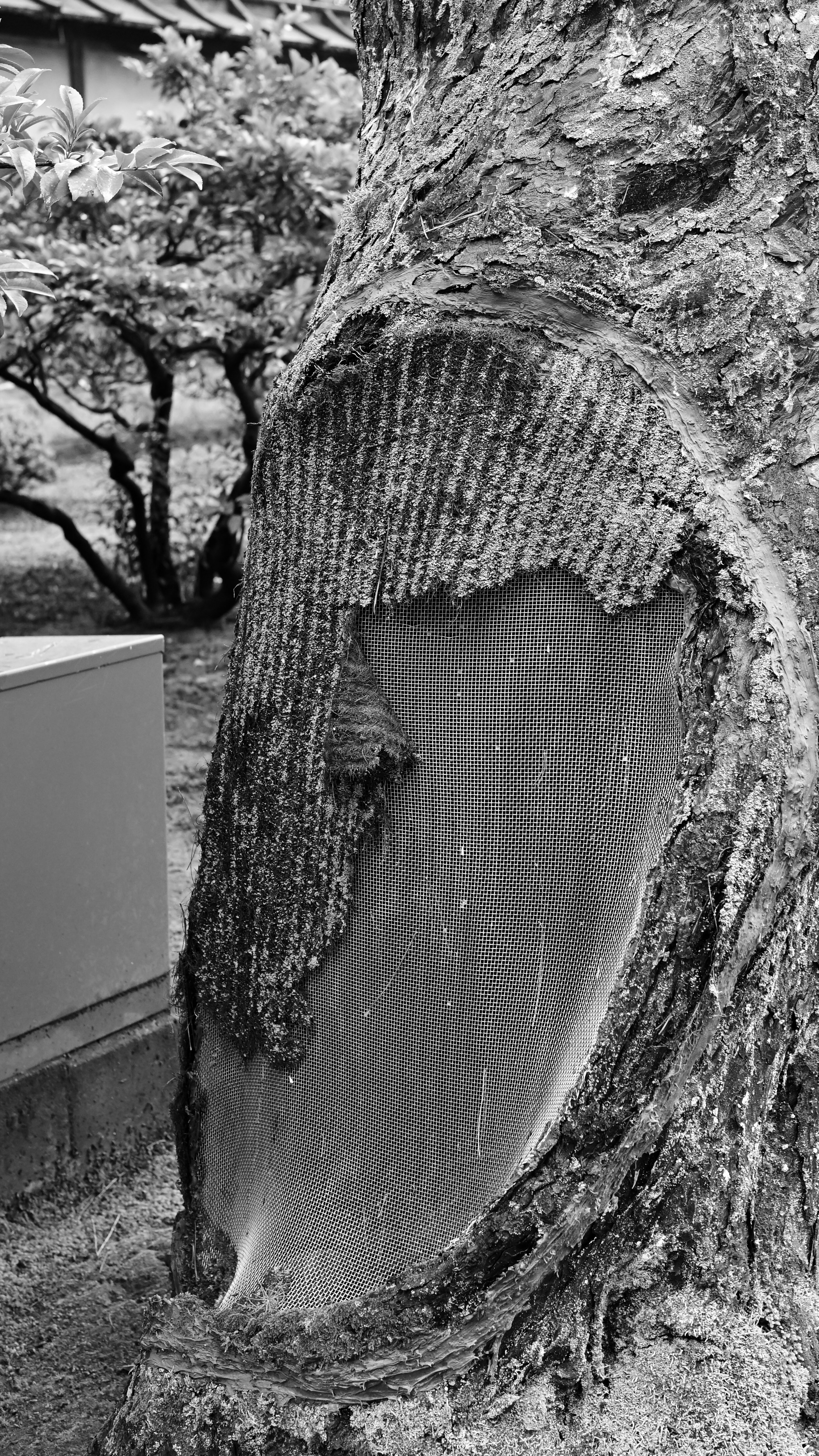 Texture from Kenroku-en, Japan