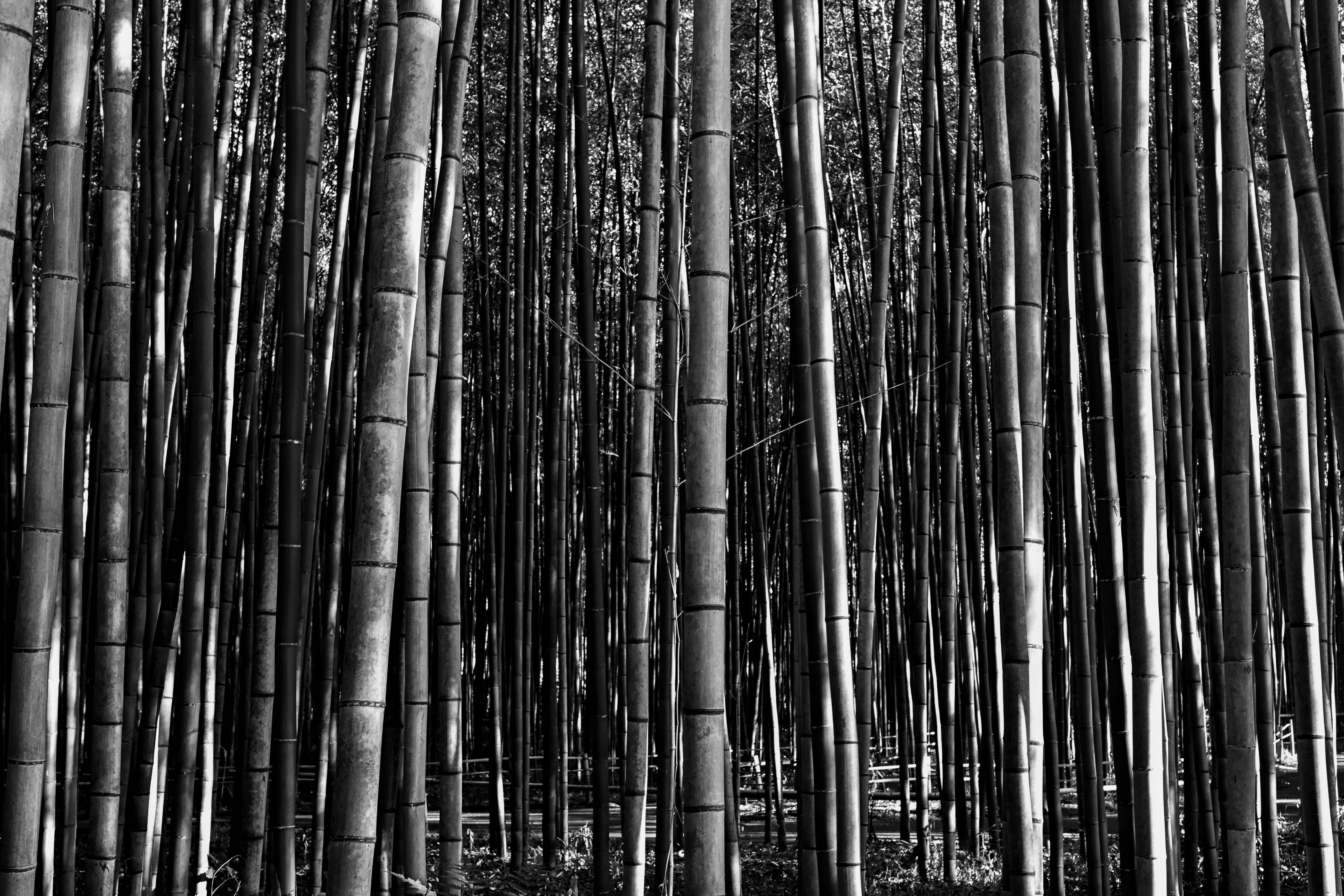 Texture from Arashiyama, Japan